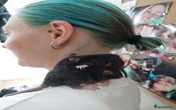 Rat rodents for sale: Baby rats - Image 12