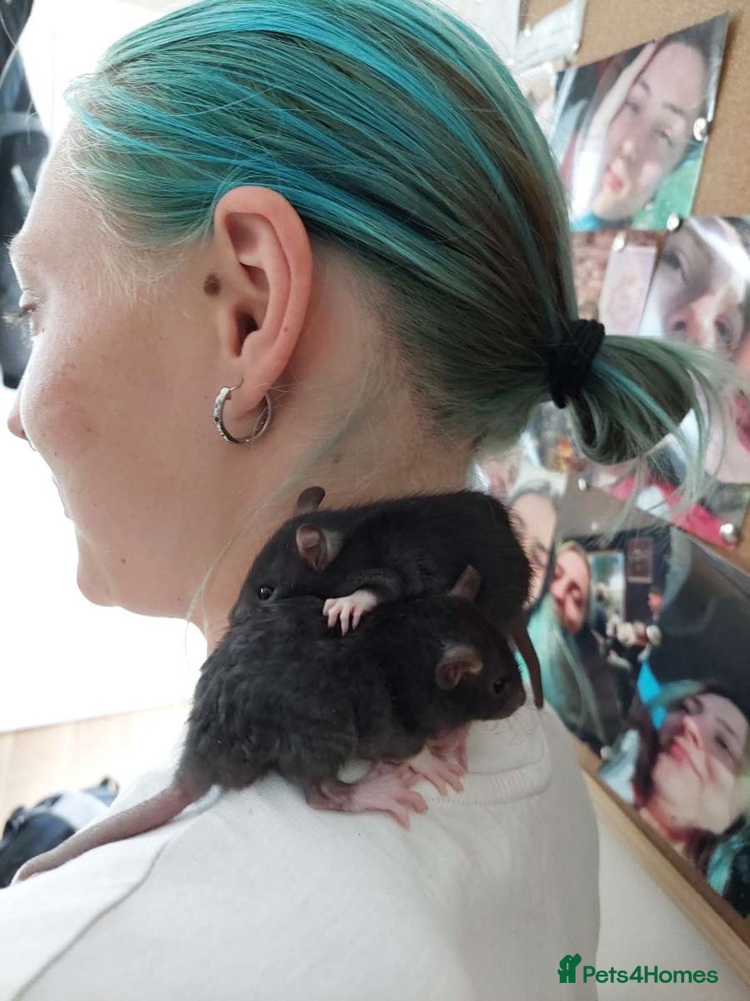 Rat rodents for sale: Baby rats - Image 12