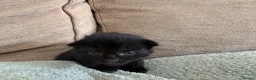 British Shorthair cats for sale: Black Kittens in Waterlooville - Advert 2