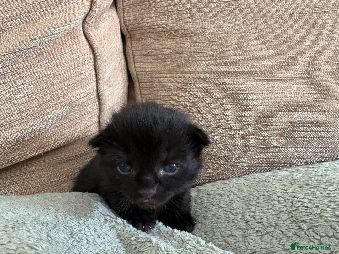 British Shorthair cats for sale: Black Kittens in Waterlooville - Advert 2