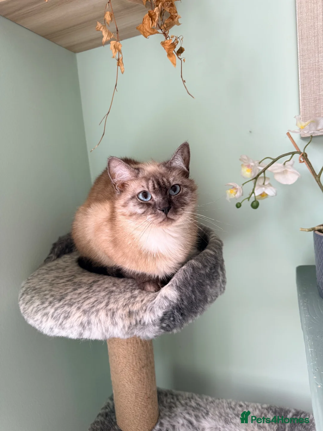 Ragdoll cats for sale: Ragdoll kittens lynx point x 3  - Advert 2