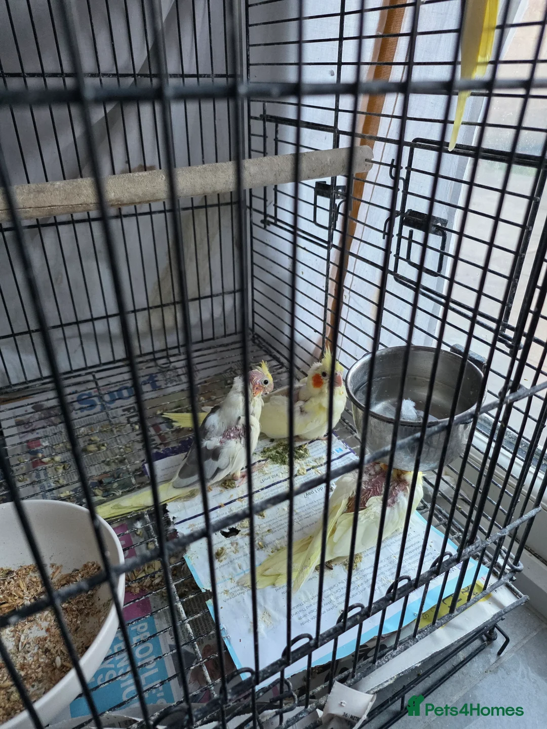 Mixed Breed birds for sale: Lovely colours babies - Advert 2