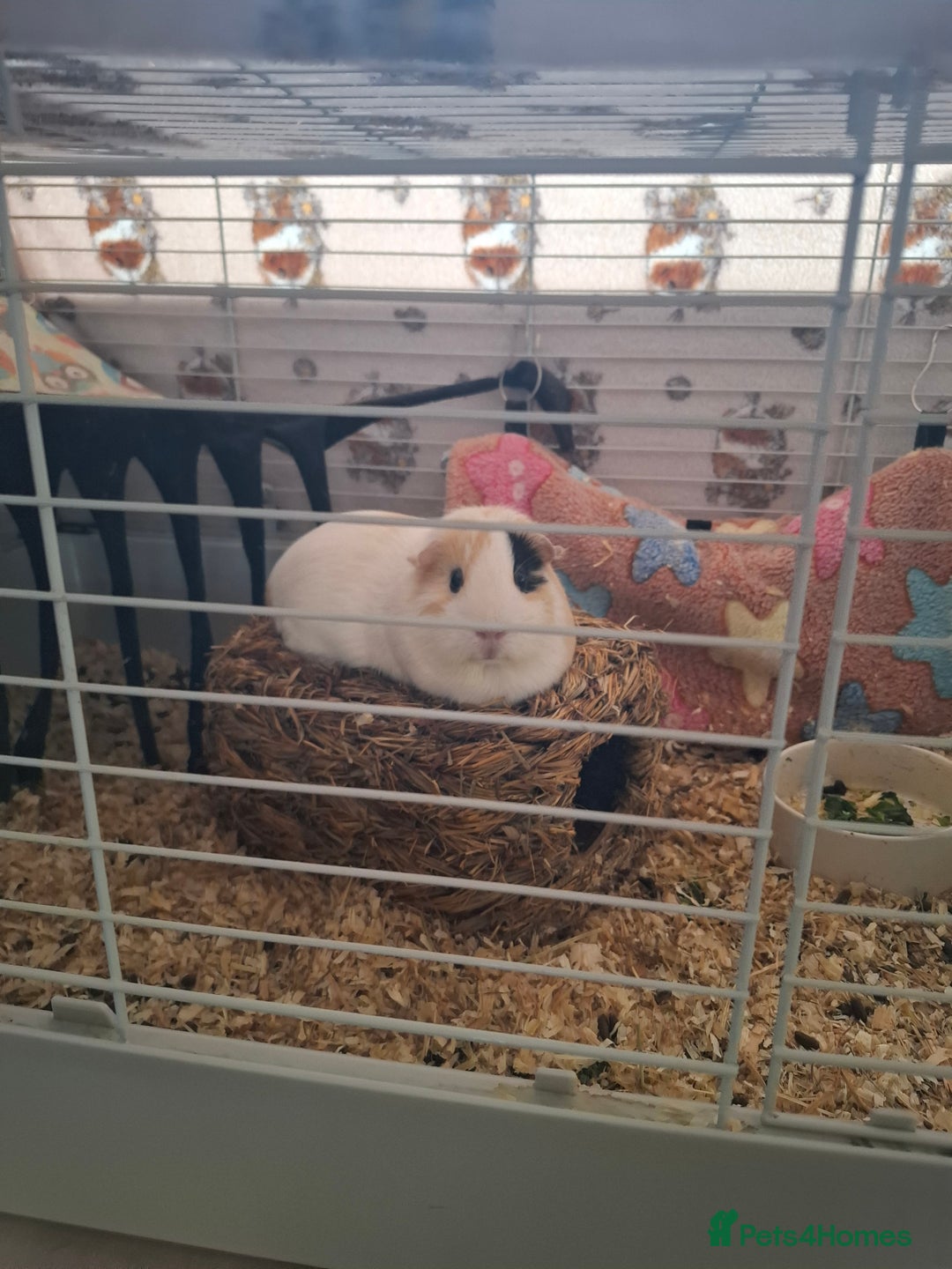 Guinea Pig rodents for sale: Paired guinea pig girls - Advert 3