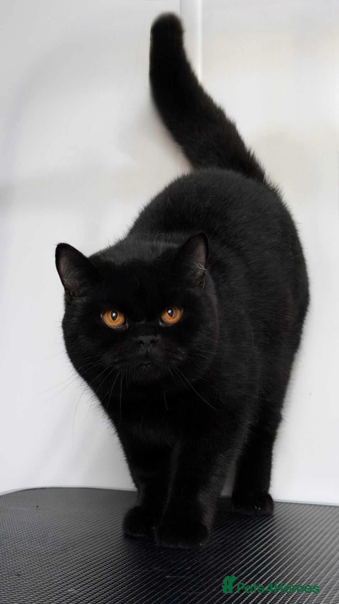 British Shorthair cats for sale: Beautiful black BSH  - Advert 5