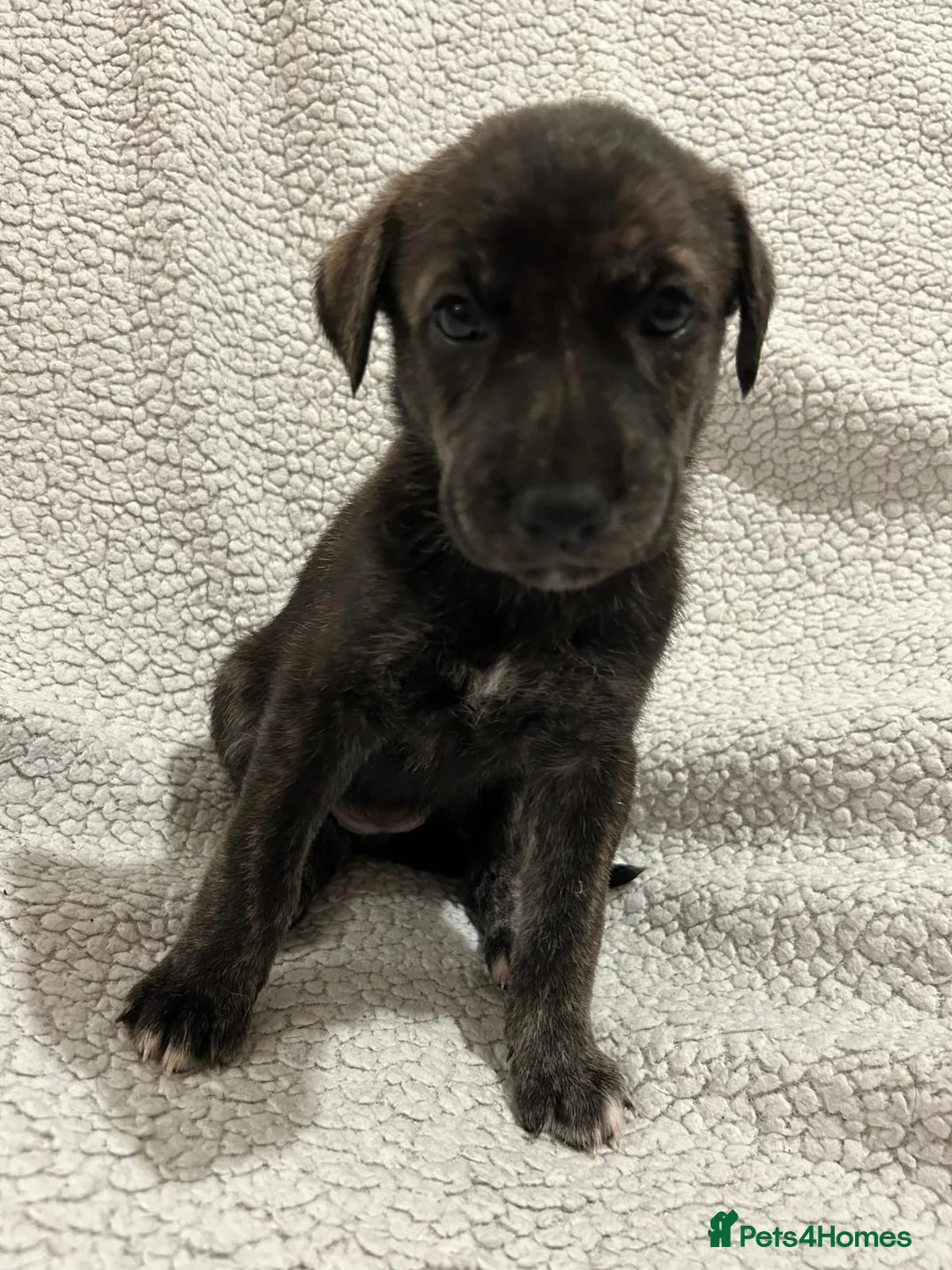 Lurcher dogs for sale: 10 Lurcher puppys - Advert 11