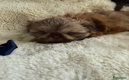 Shih Tzu dogs for sale: 4 imperial shih Tzu beautiful boys  - Image 24