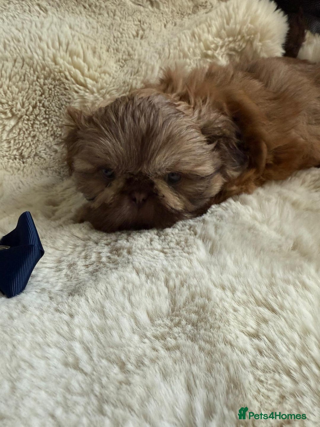 Shih Tzu dogs for sale: 4 imperial shih Tzu beautiful boys  - Image 24