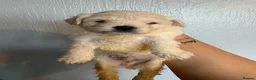 Mixed Breed dogs for sale: Beautiful healthy maltese x bichon pups - Advert 13