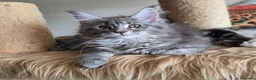Maine Coon cats for sale: Stunning registered Maine Coon kittens - Advert 21