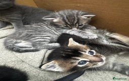 Russian Blue cats for sale: ✨RUSSIAN BLUE KITTEN FOR SALE  - Image 13