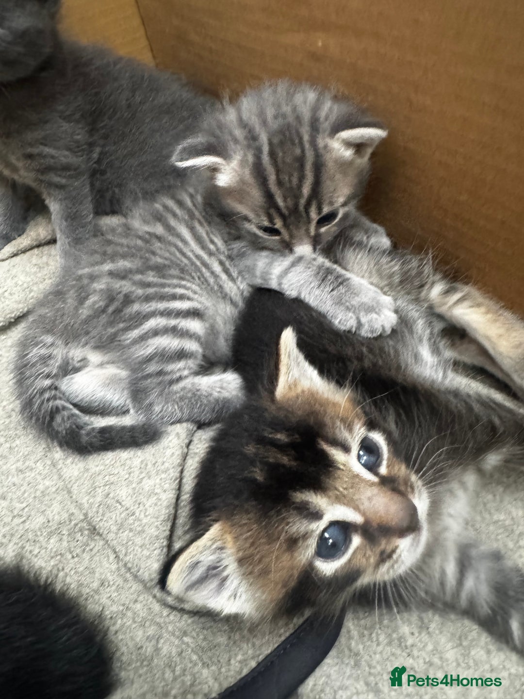 Russian Blue cats for sale: ✨RUSSIAN BLUE KITTEN FOR SALE  - Image 13