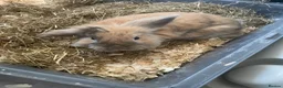 Mixed Breed rabbits for sale: Rabbit for sale  - Advert 2