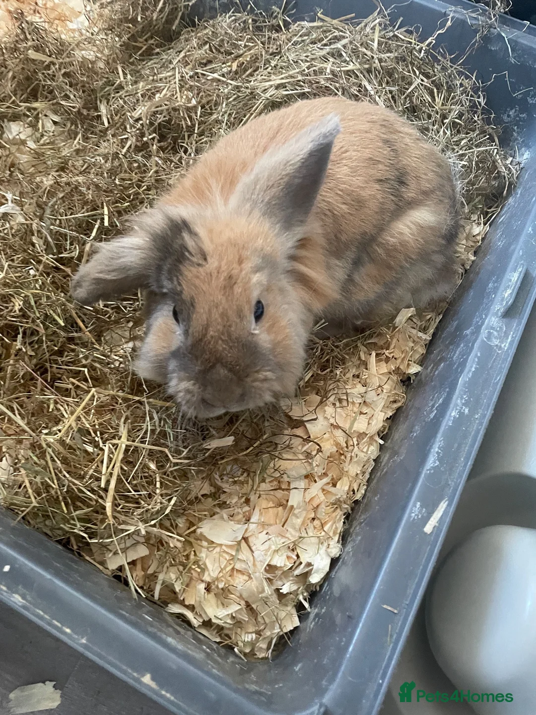 Mixed Breed rabbits for sale: Rabbit for sale  - Advert 2