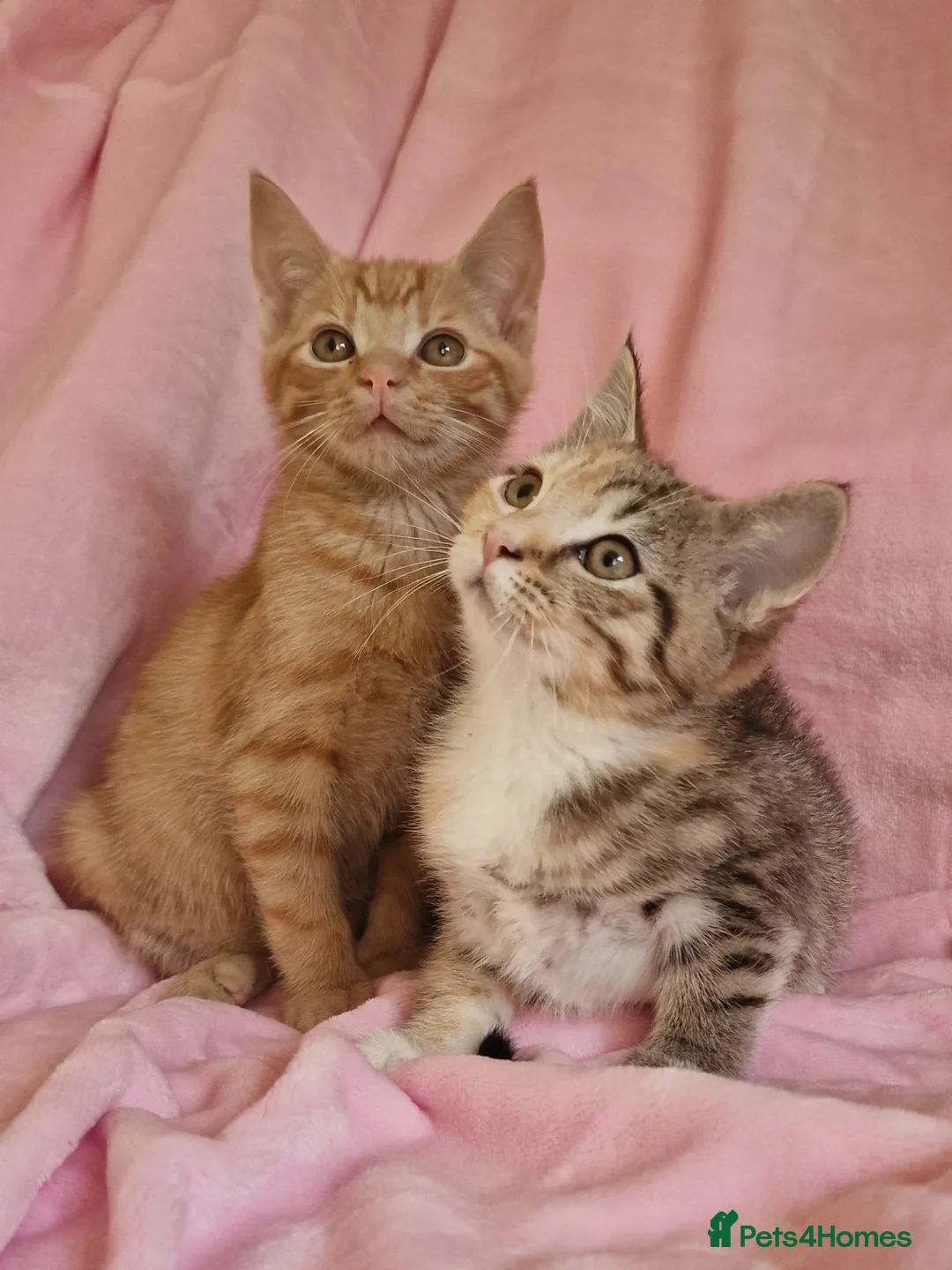 Mixed Breed cats for sale: Cute kittens  - Advert 1