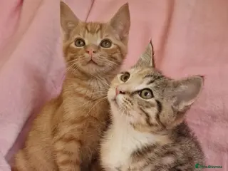 Mixed Breed cats Cute kittens - Advert 7