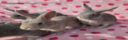 Mixed Breed rabbits for sale: 4 very tame Blue fawn plush mini lop rabbit - Advert 10