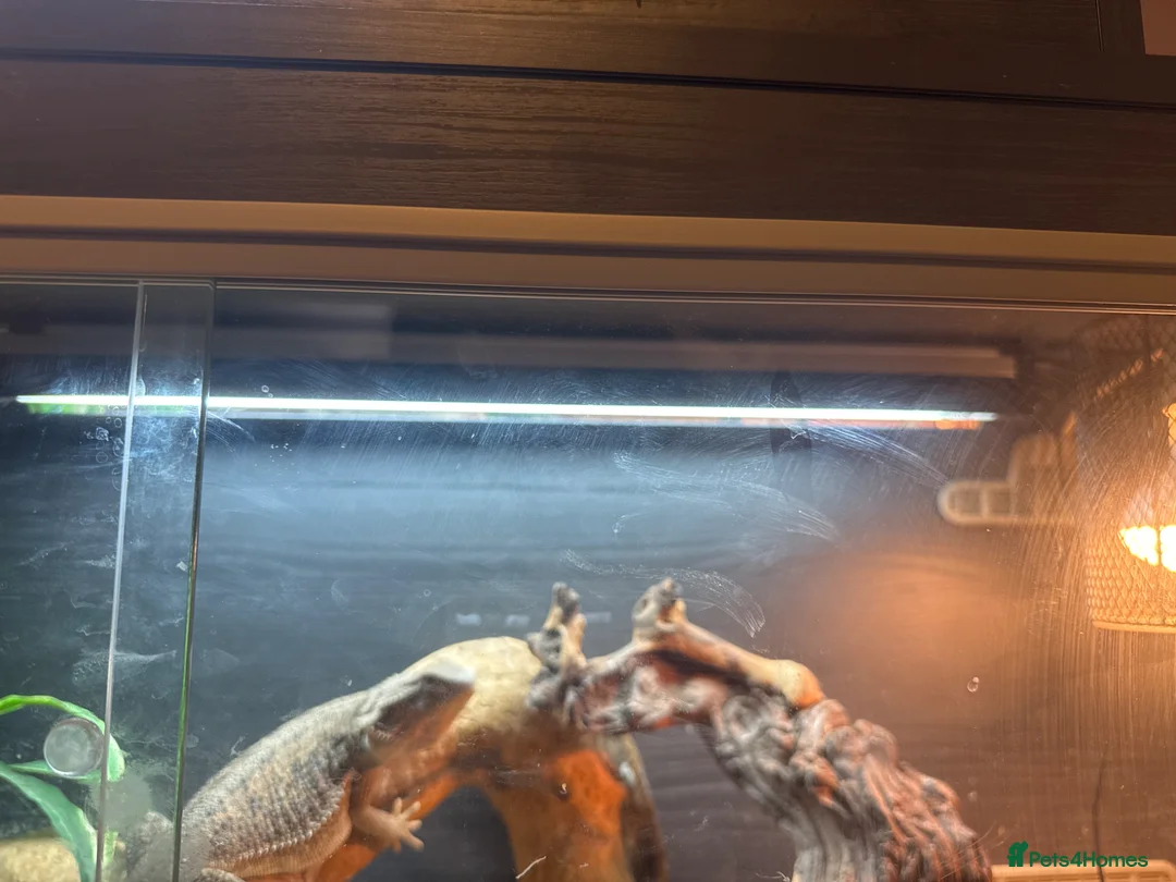 Bearded Dragon reptiles for sale: Bearded dragon and full set up  - Advert 2