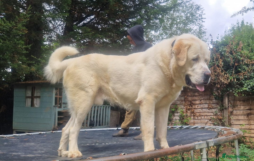 Central Asian Shepherd dogs for sale: Beautiful Alabai Mastiff puppies  in Pulborough - Image 30
