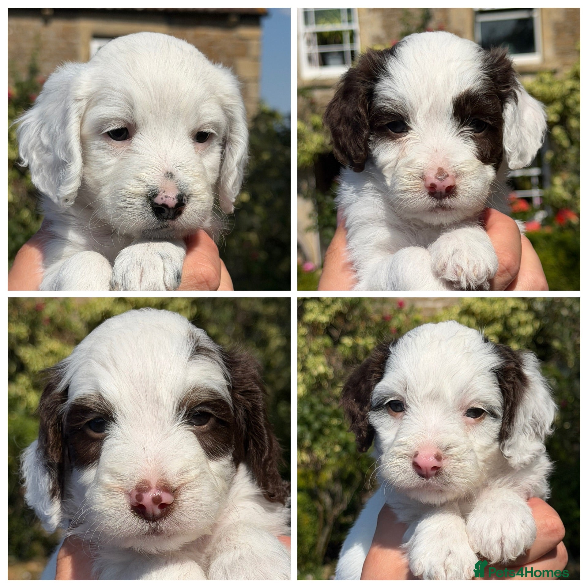 Cockapoo dogs F1 Cockapoos Full DNA 5⭐️ Licensed Breeder  - Advert 5