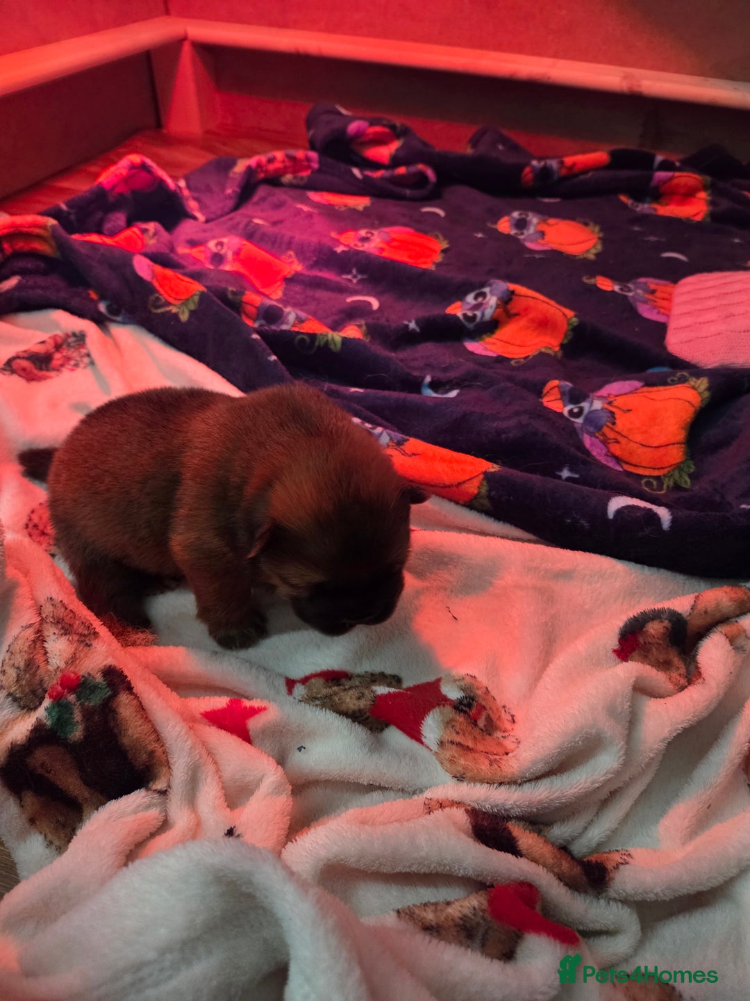 Chow Chow dogs for sale: KC REGISTERED CHOW CHOW GIRL - Advert 4