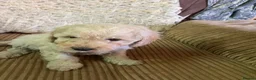 Cavapoo dogs for sale: Cavapoo F2B puppies  - Advert 6