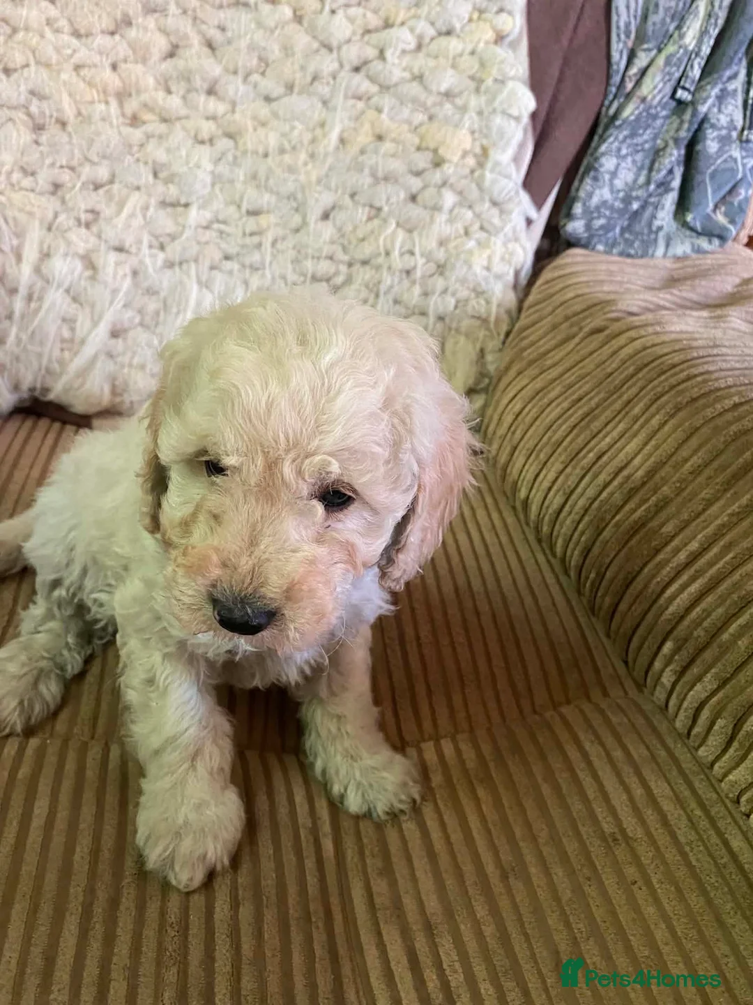 Cavapoo dogs for sale: Cavapoo F2B puppies  - Advert 6