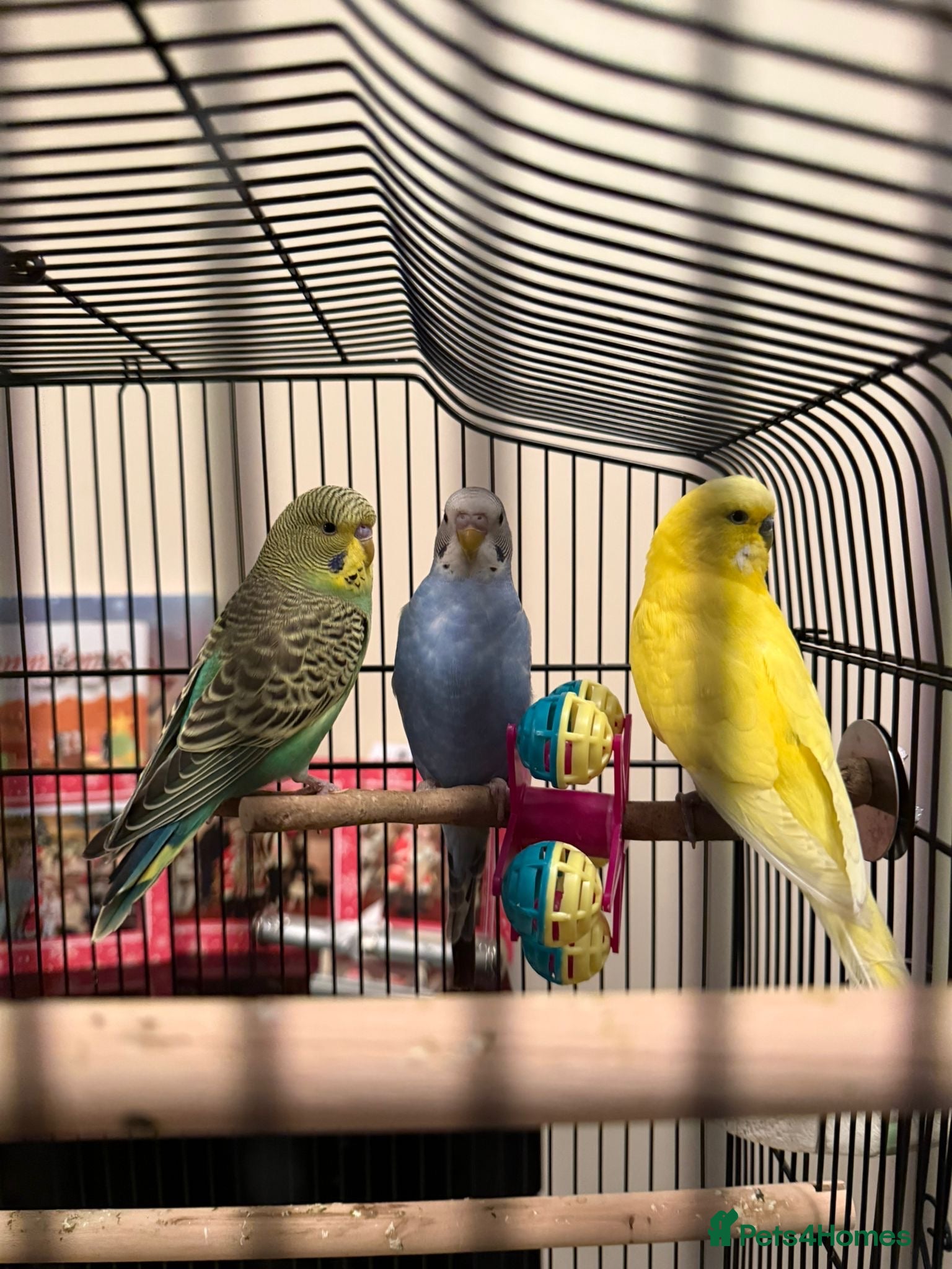 Budgerigars birds 3 Beautiful Male Budgies – Complete Setup Included - Advert 1
