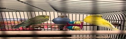 Budgerigars birds for sale: 3 Beautiful Male Budgies – Complete Setup Included - Advert 1