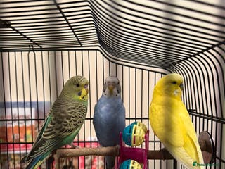 Budgerigars birds 3 Beautiful Male Budgies – Complete Setup Included - Advert 4