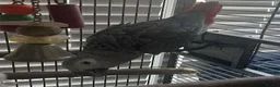 Parrots birds for sale: Premium African Grey Parrots– Perfect Pet Birds in Birmingham - Advert 5