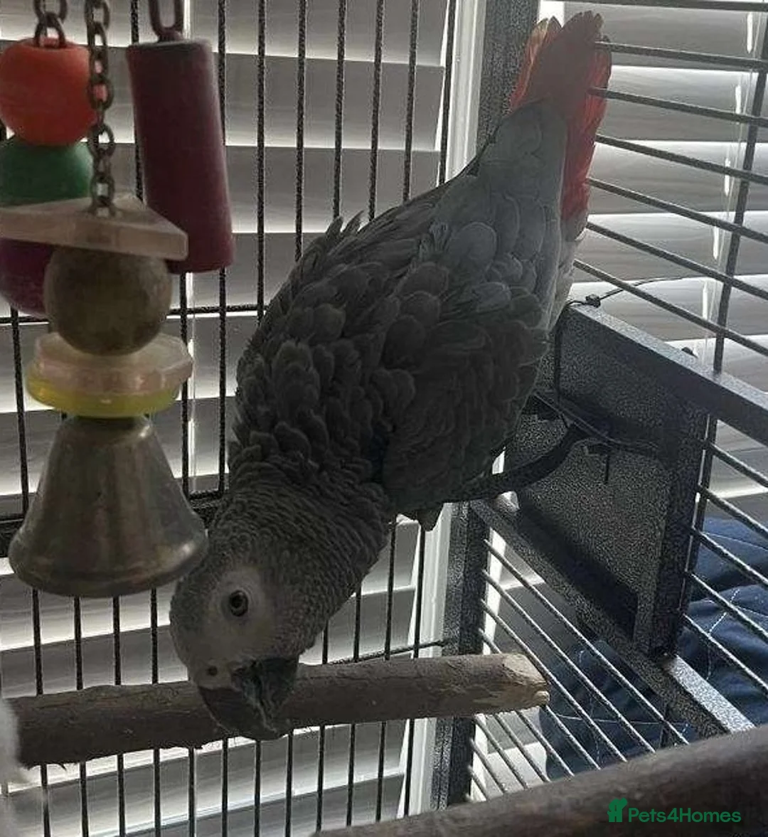 Parrots birds for sale: Premium African Grey Parrots– Perfect Pet Birds in Birmingham - Advert 5