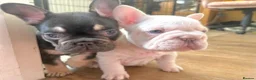 French Bulldog dogs for sale: French Bulldog Puppies  2 Boys & 1 Girl - Advert 4