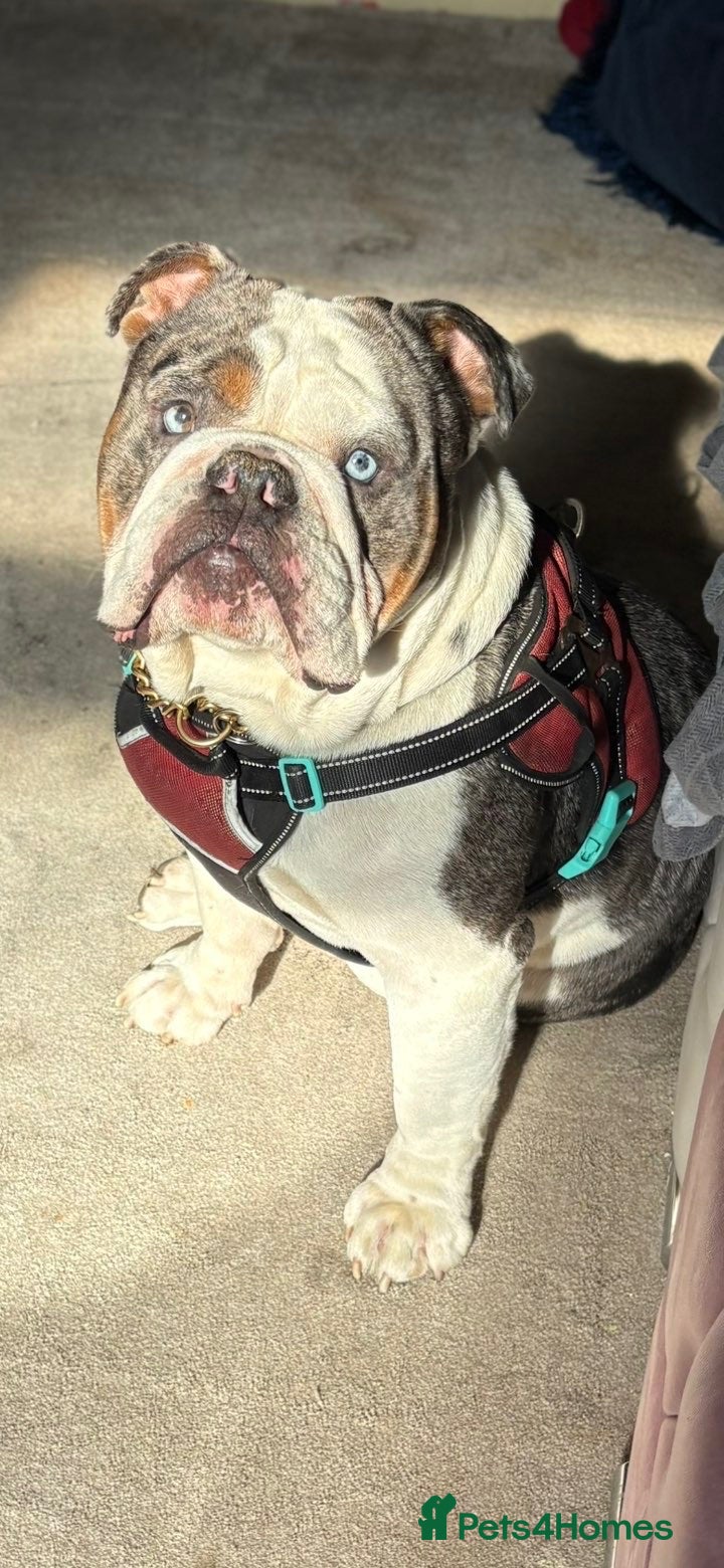 English Bulldog dogs KC STUD - Advert 1