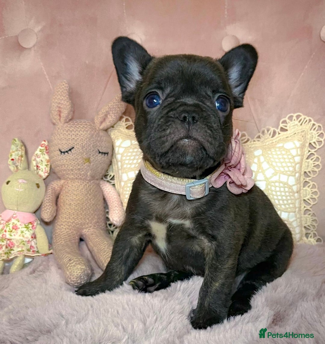 French Bulldog dogs for sale: 🌸BEAUTIFUL CHOCOLATE GIRL READY TO GO🌸 - Advert 3