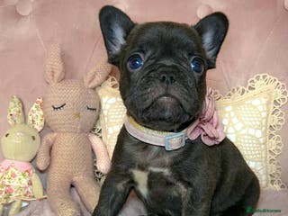French Bulldog dogs 🌸BEAUTIFUL GIRL READY TO GO🌸 - Advert 6