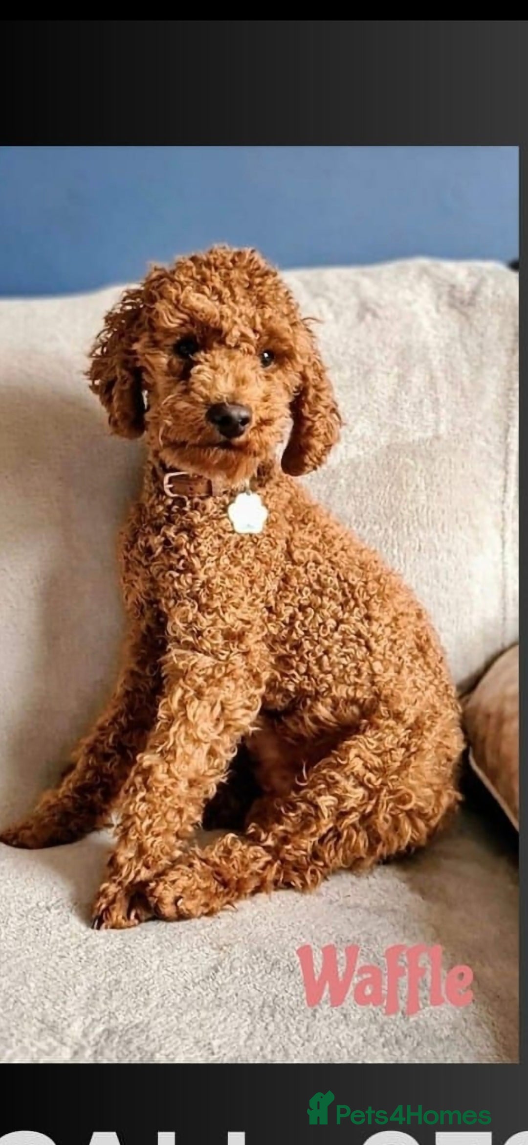 Toy Poodle dogs for sale: Excellent toy poodles! Fox red!  - Advert 13