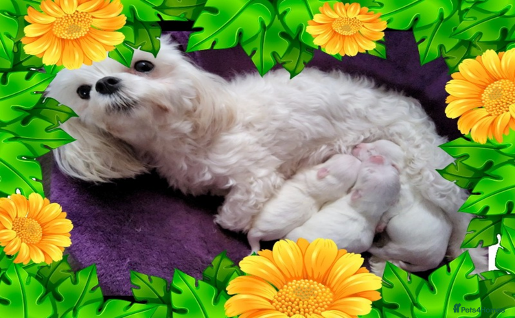 Maltese dogs - Advert 1