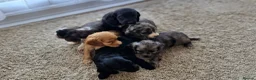 Cocker Spaniel dogs for sale: Cocker spaniel pups - Advert 6