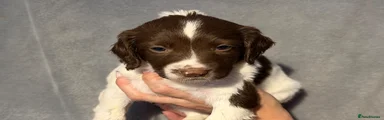 English Springer Spaniel 5