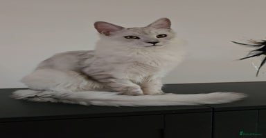 Maine Coon cats - Advert 5