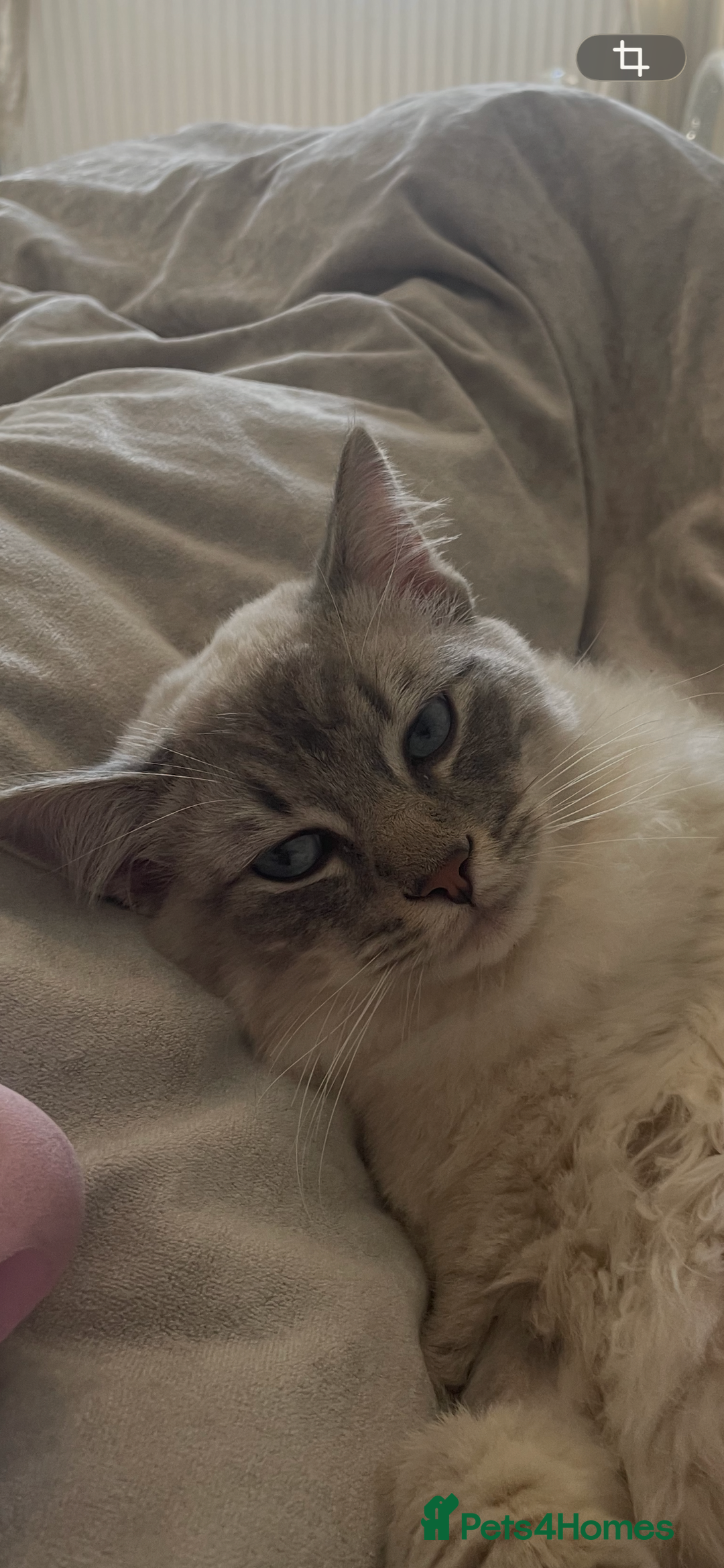 Ragdoll cats for sale: Neutered male ragdoll for sale  - Advert 1