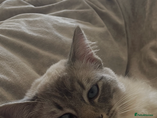 Ragdoll cats Neutered male ragdoll for sale - Advert 1