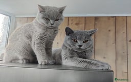 British Shorthair cats for sale: Stunning British Short hair kittens - Image 5