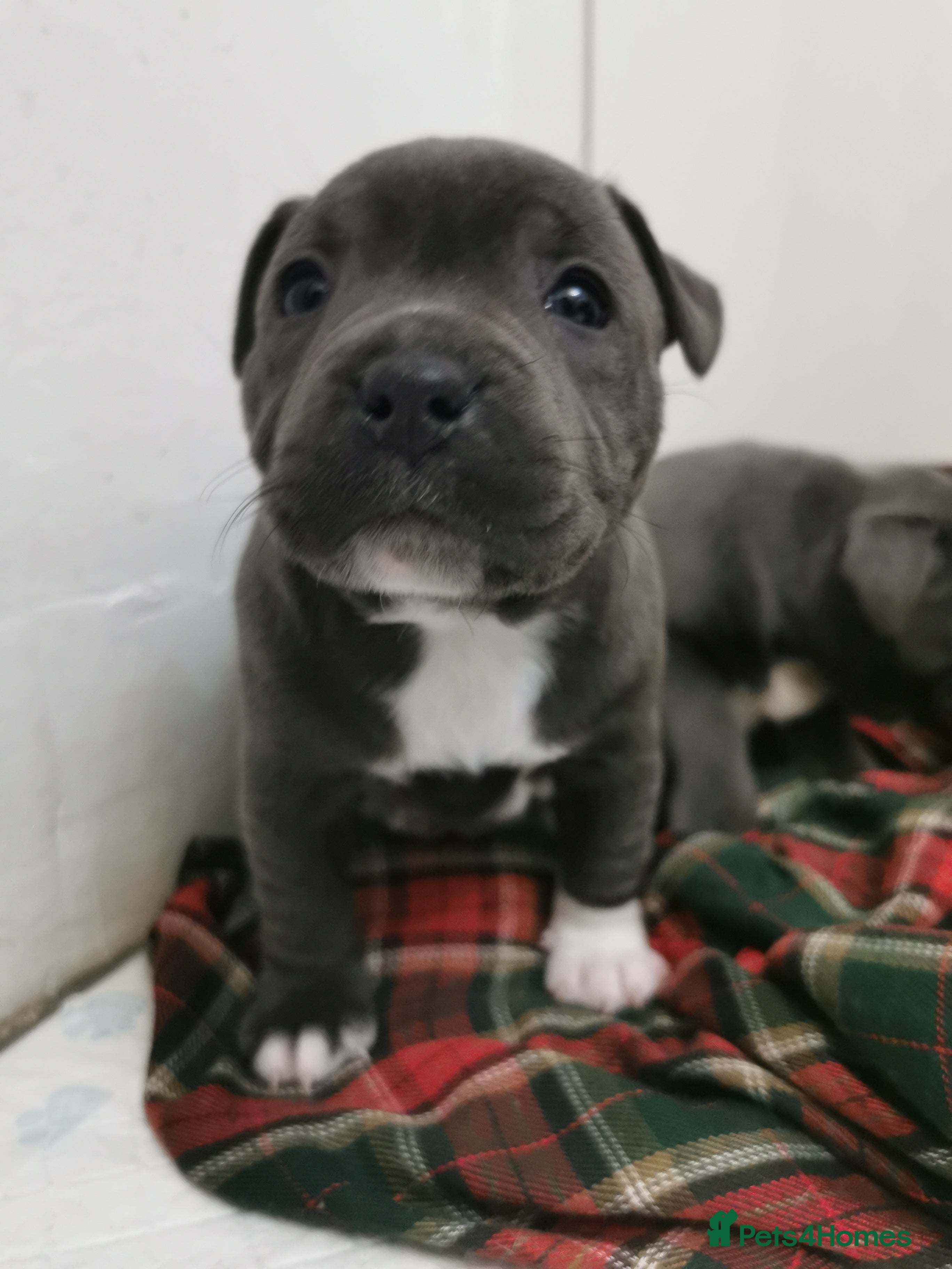 Staffordshire Bull Terrier dogs Beautiful Staffy's puppies - Advert 17