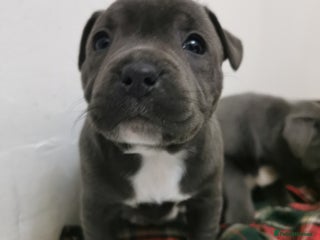 Staffordshire Bull Terrier dogs Beautiful Staffy's puppies - Advert 5