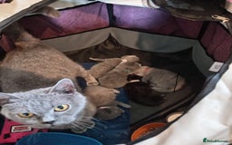 British Shorthair cats for sale: 4 British short hair lilac girls 1 choch torte boy - Image 7