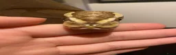 Python Snake reptiles for sale: Ball Python + full setup in London - Advert 8