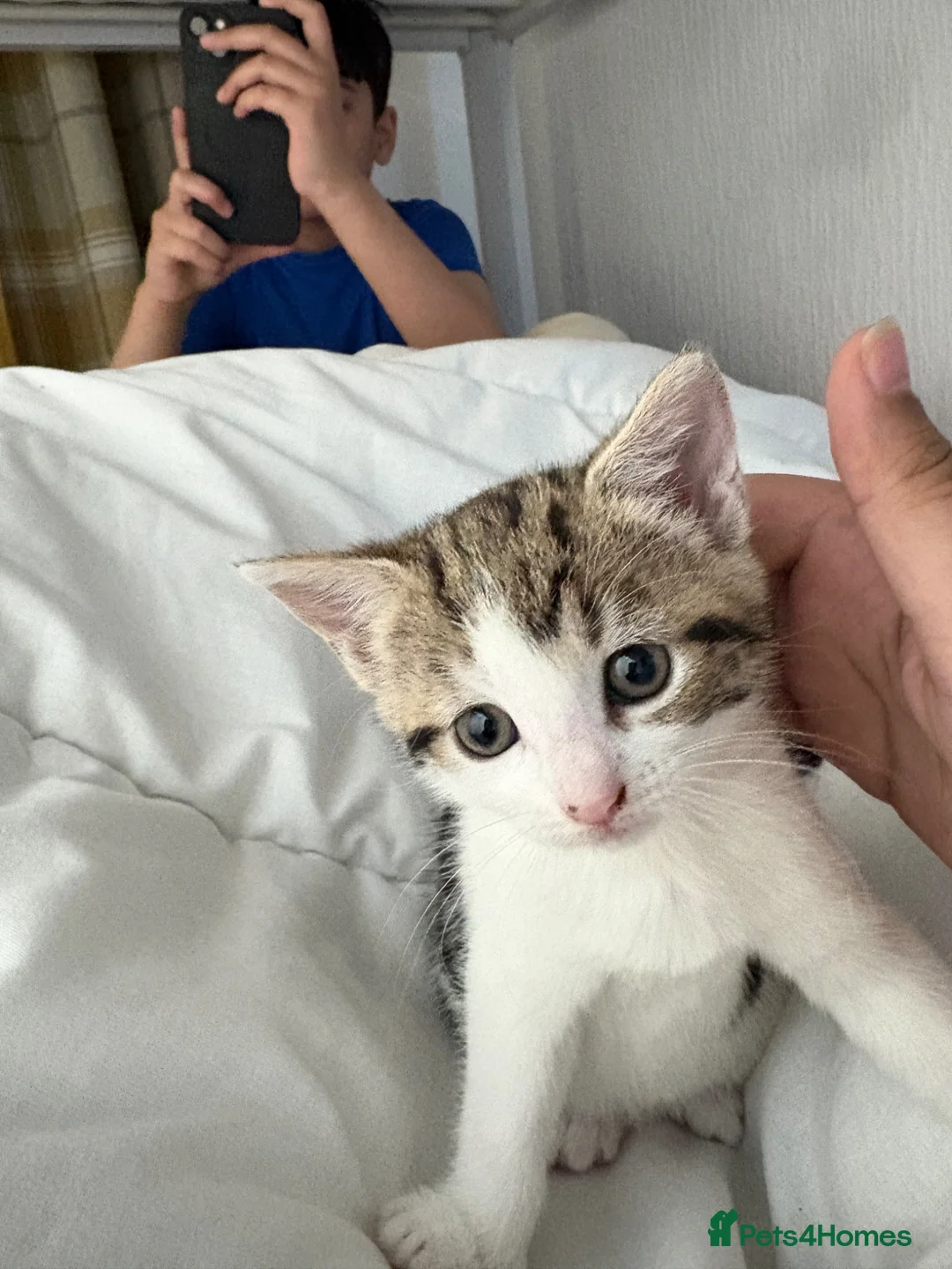 Bengal cats for sale: Very cute and active bengal kittens - Advert 2