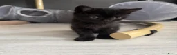 Scottish Fold cats for sale: Scottish Fold class & chinchilla Kittens Available - Advert 15