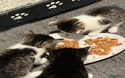British Shorthair cats for sale: Beautiful unique coated kittens - Image 7